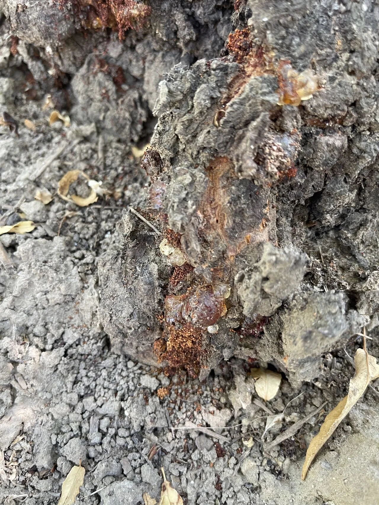 Image of base of tree with odd growths with brown frass