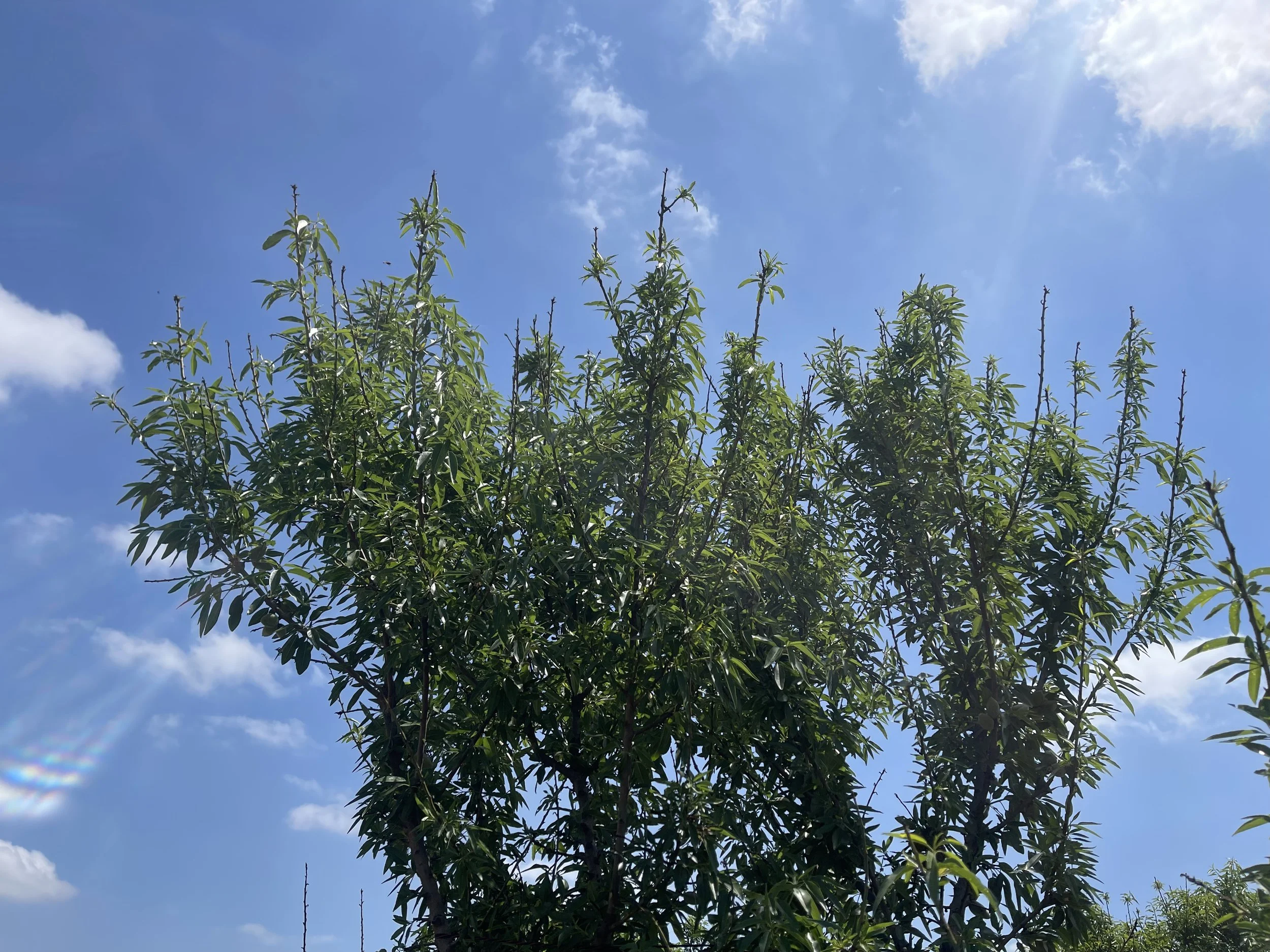 almond tree canopy with upper stems with smaller leaves
