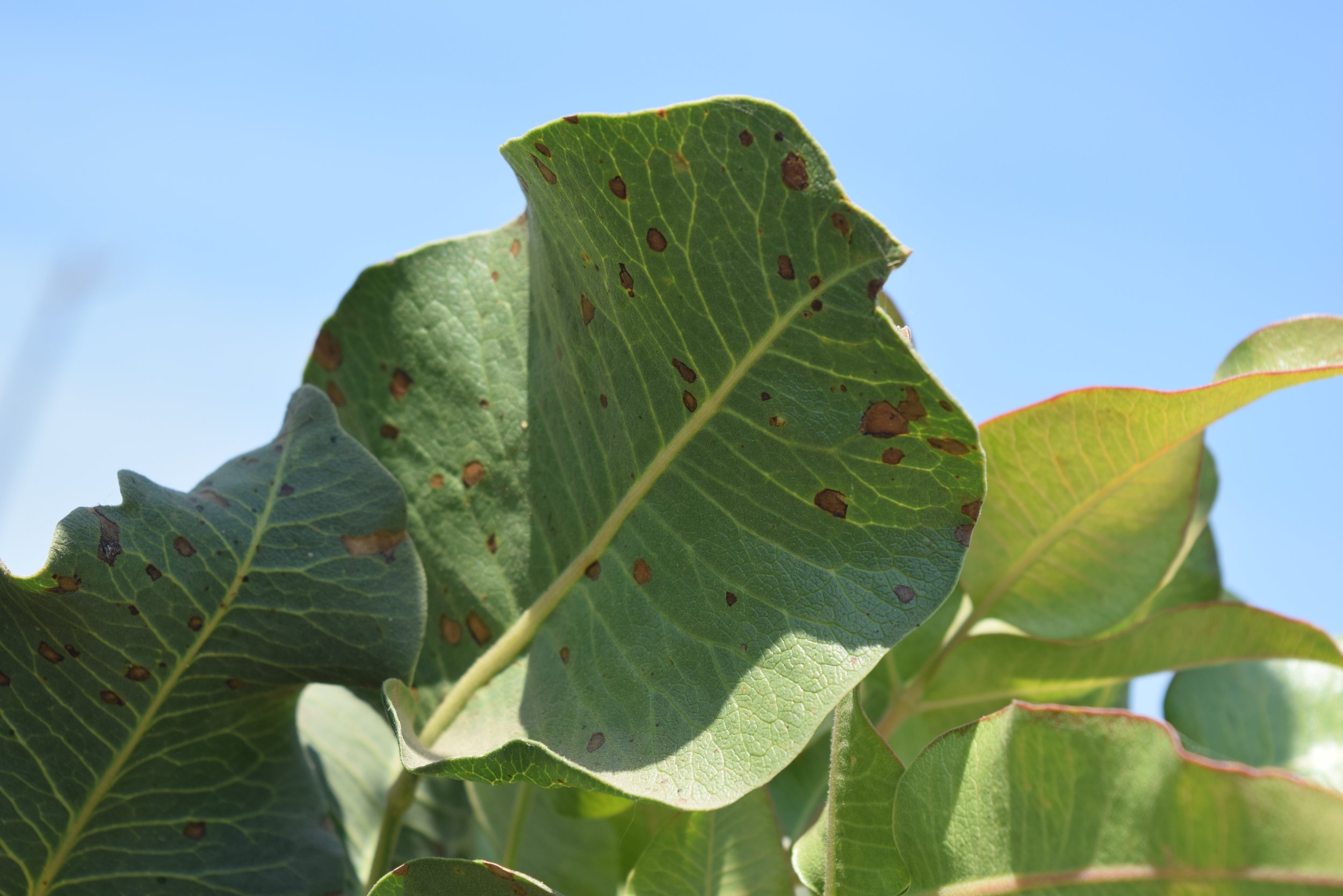 Pistachio leaf with smaller circular or oval brown necrotic areas.