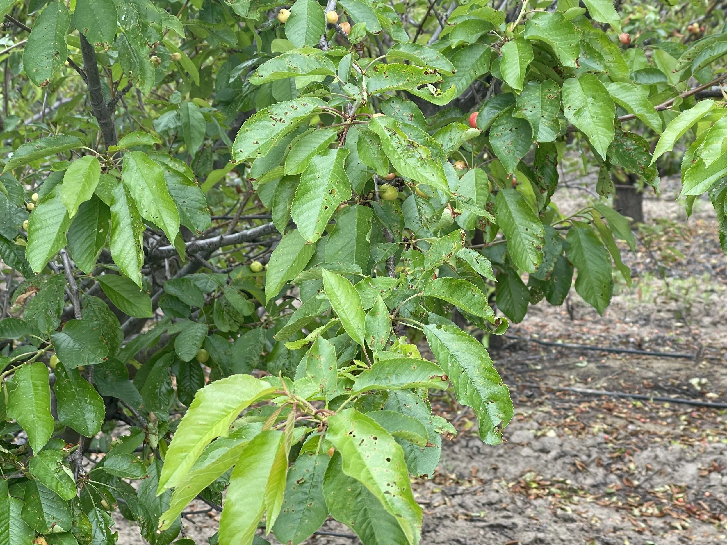 Branch with cherry leaves. Leaves are green but have severl holes. Some fruit have brown spots.