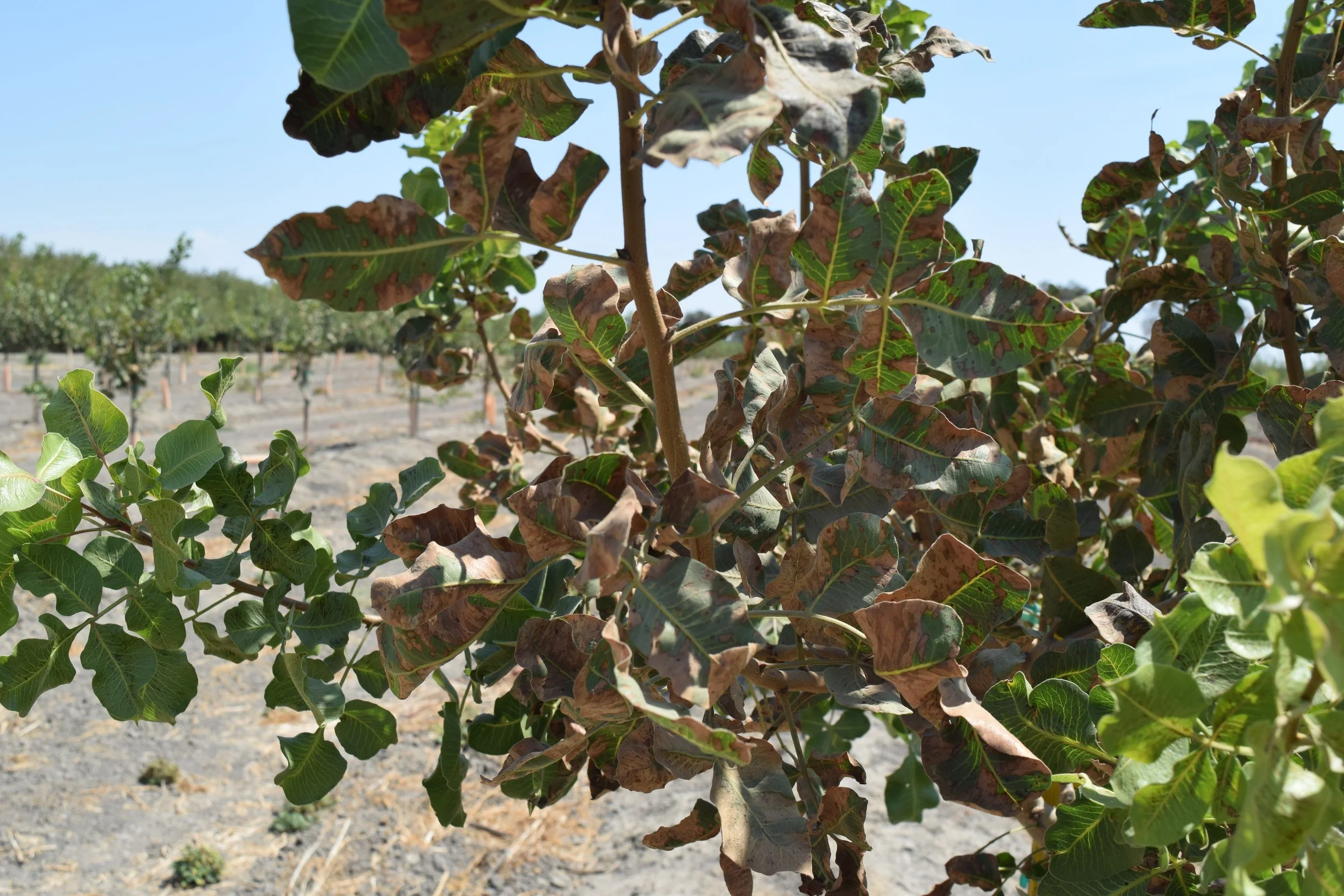 Closer photo of pistachio branch with leaves. Many leaves have larger brown necrotic areas.