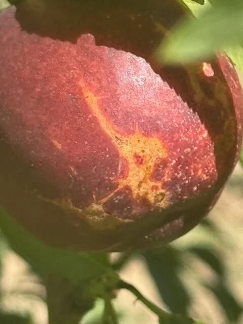 Nectarine with mostly ripened flesh but portions with yellow-orange blotches and streaks.