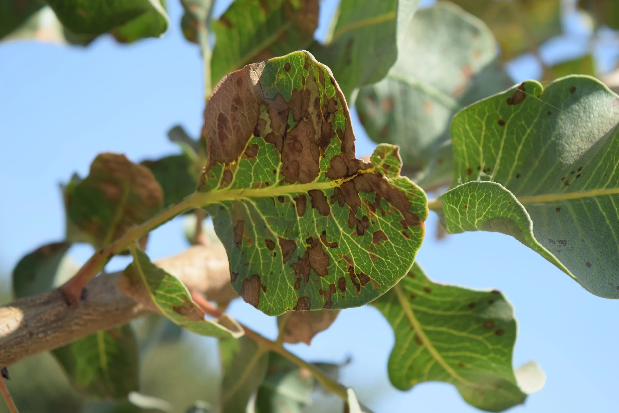 Pistachio leaf with larger and smaller brown necrotic areas.