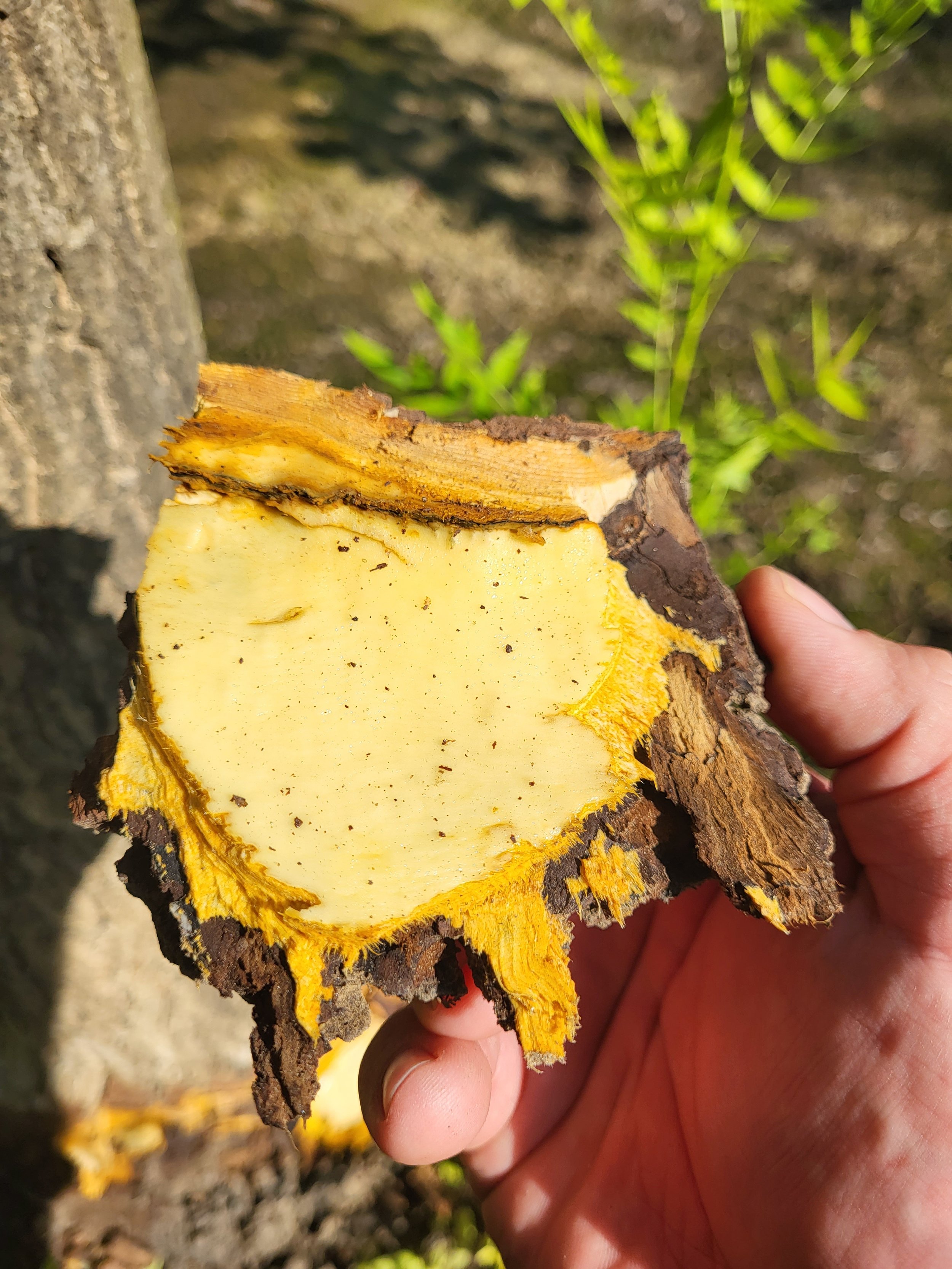 Blackline in walnut from Cameron Zuber