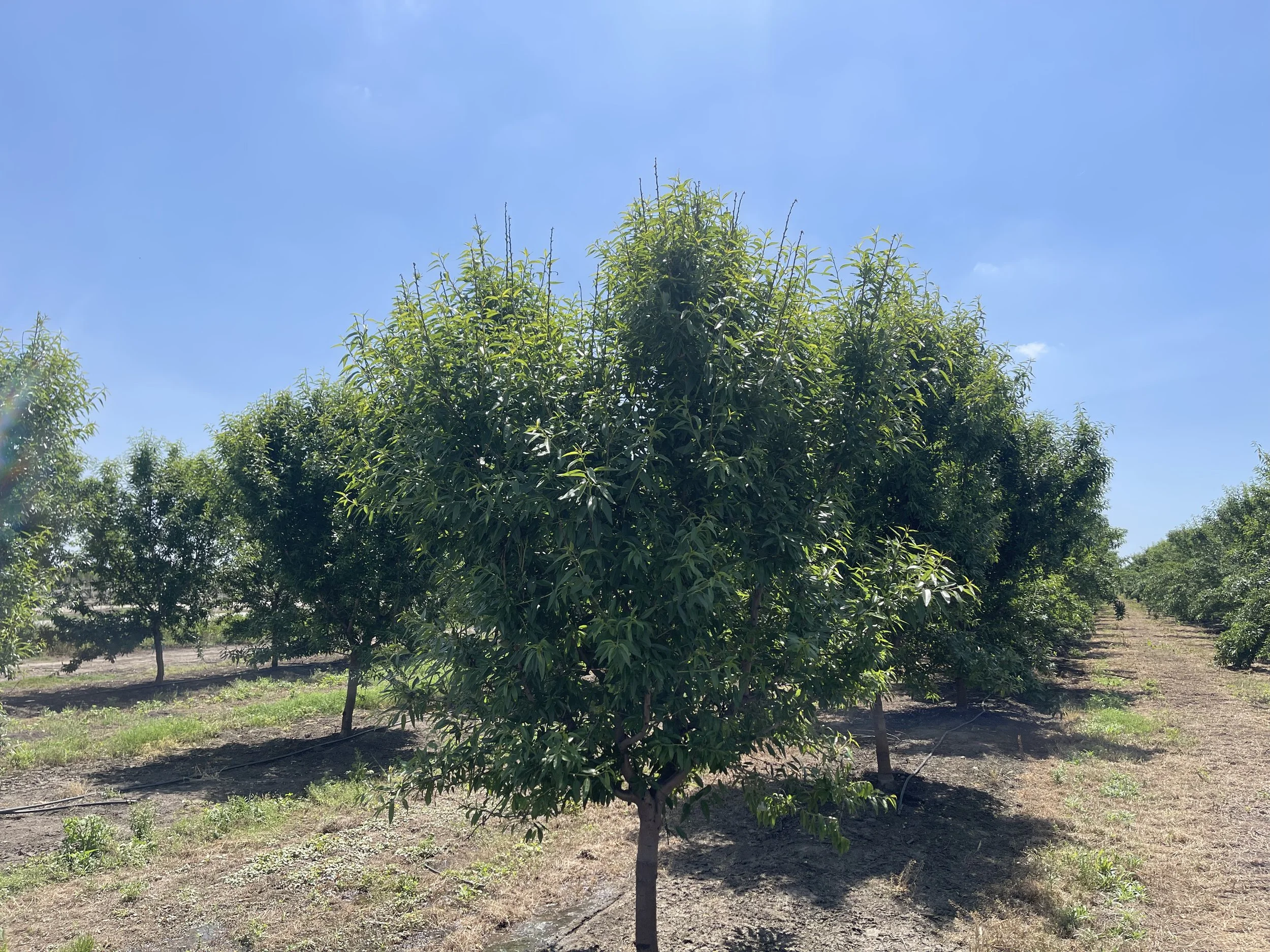 almond tree with upper stems with minimal or impacted leaves