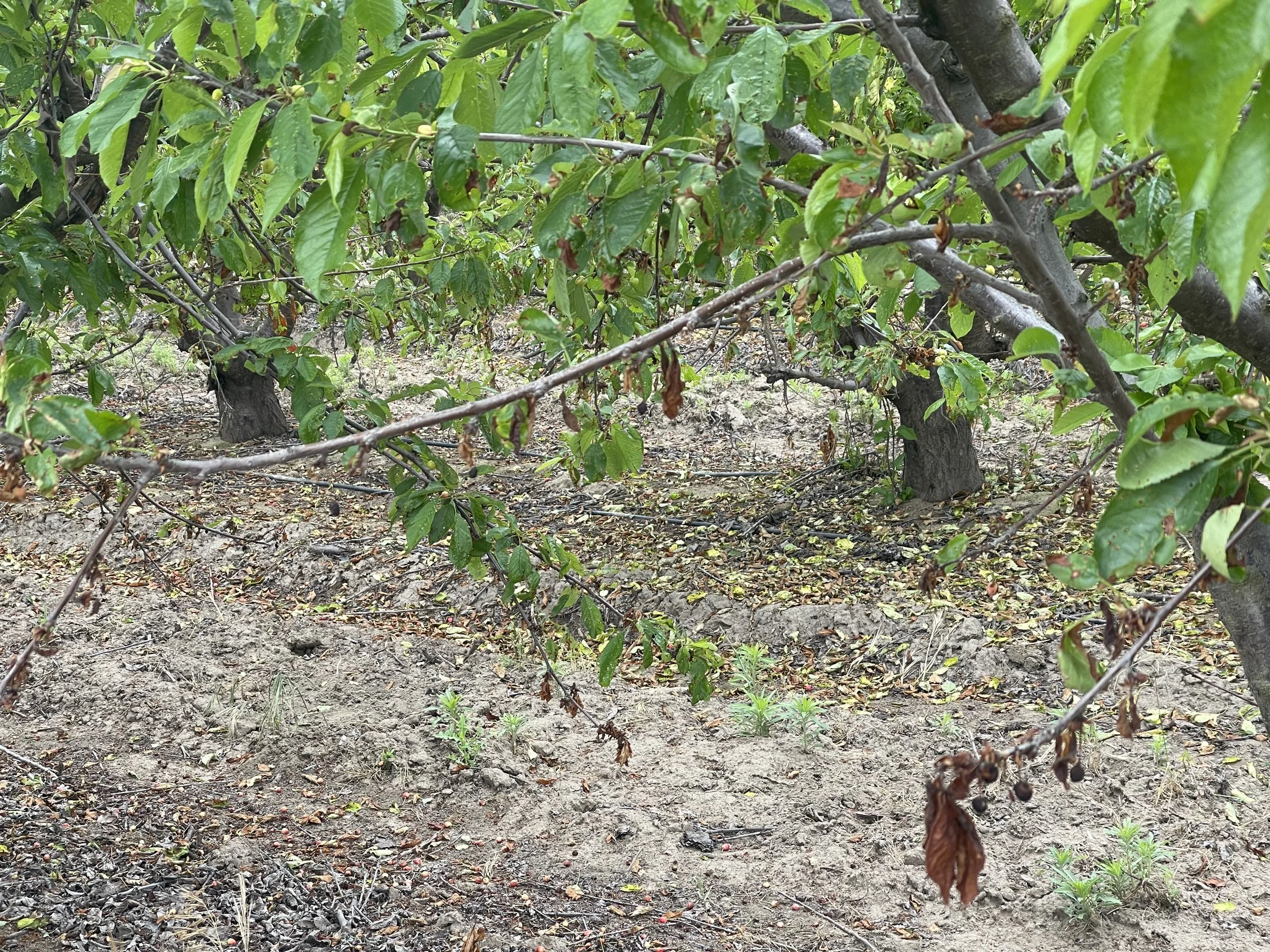 Scaffold of cherry tree with branches. Leaves show tip burning.