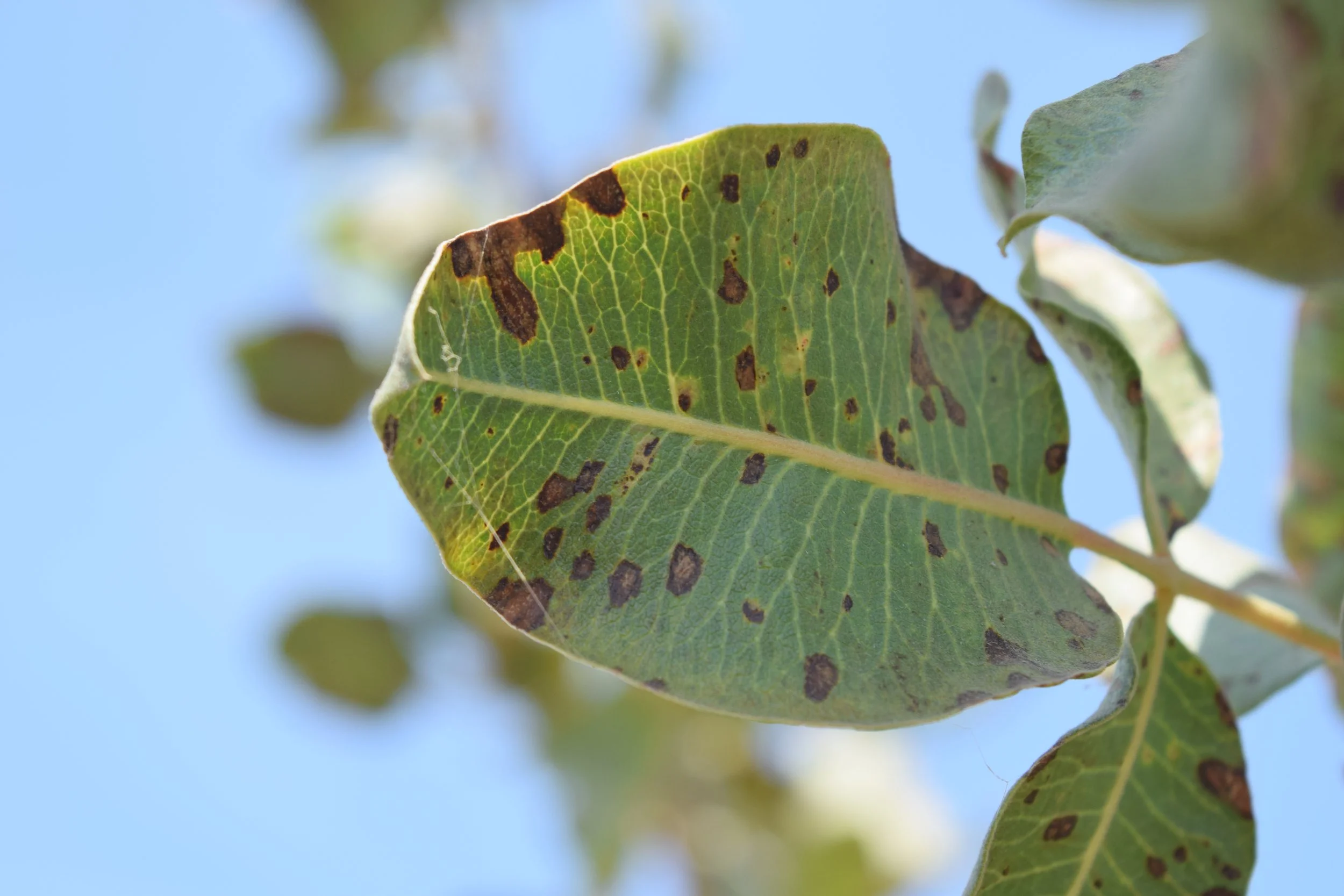 Pistachio leaf with smaller circular or oval brown necrotic areas.