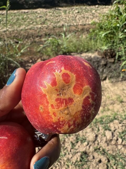 Nectarine with mostly ripened flesh but portions with yellow-orange blotches and streaks.