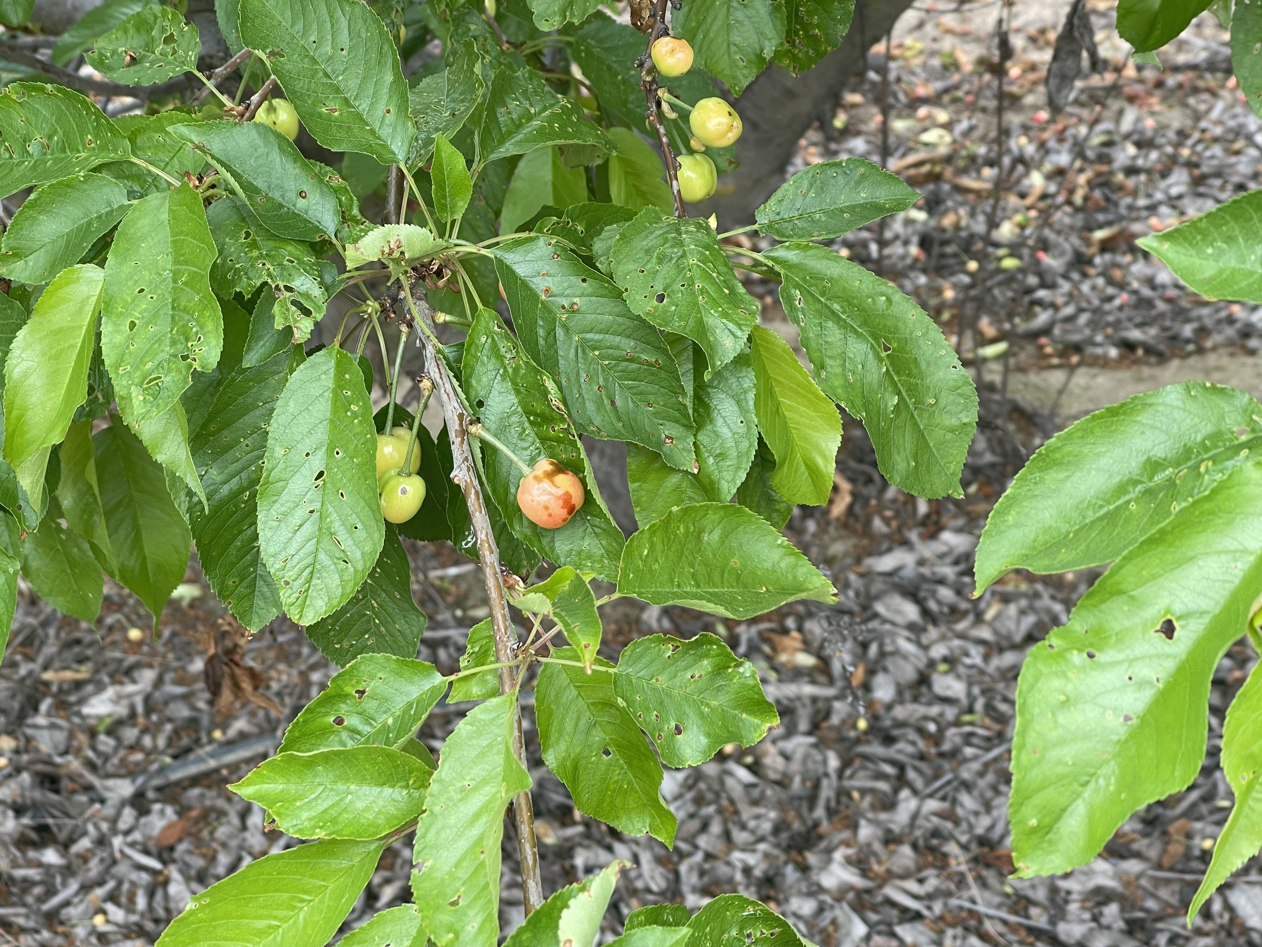 Branch with cherry leaves. Leaves are green but have severl holes. Some fruit have brown spots.