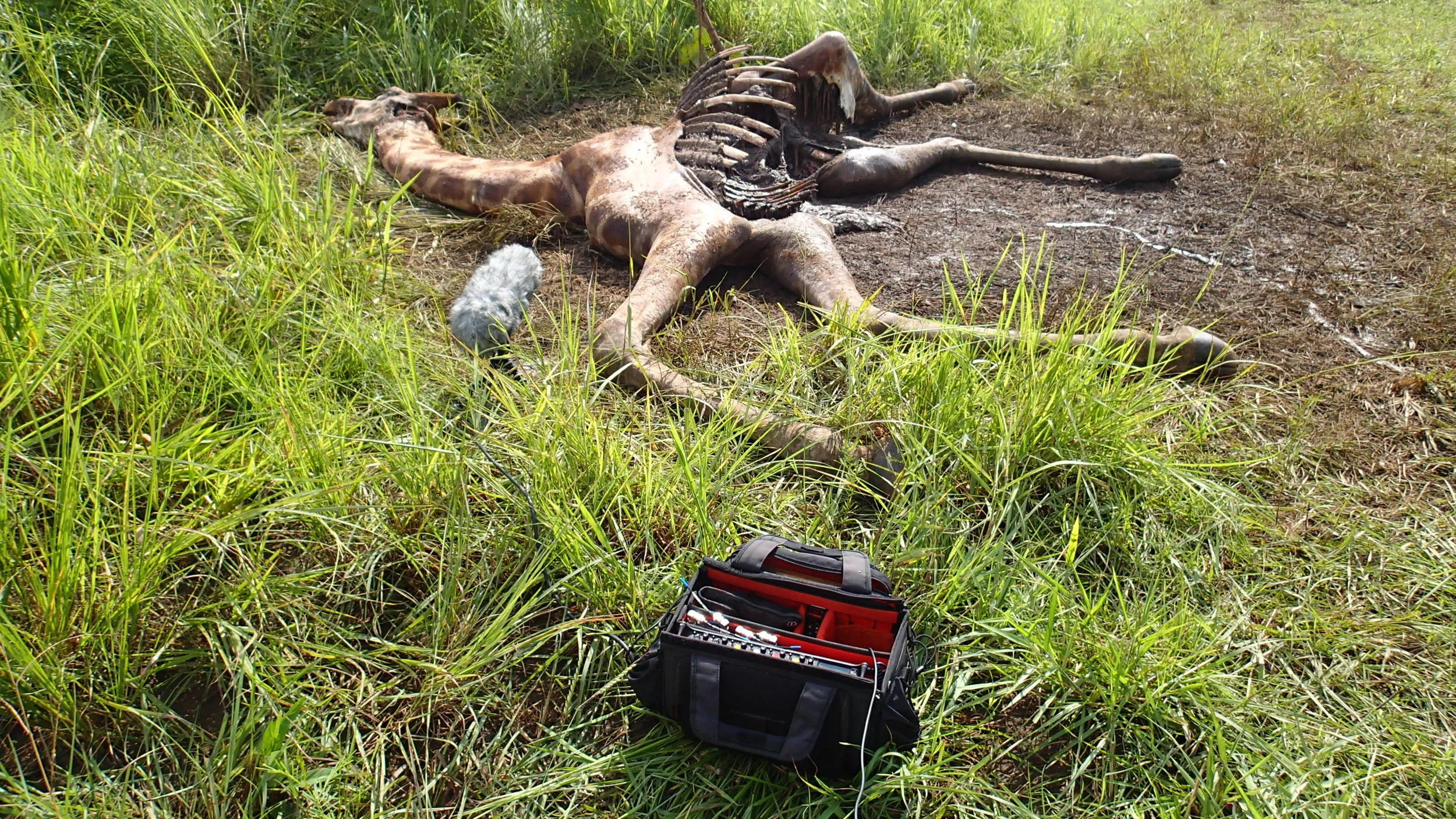  The cycle of life on the border of Sudan and DRC. While the image is jarring, the sound of flies adds intensity to this recent hyena feeding. 
