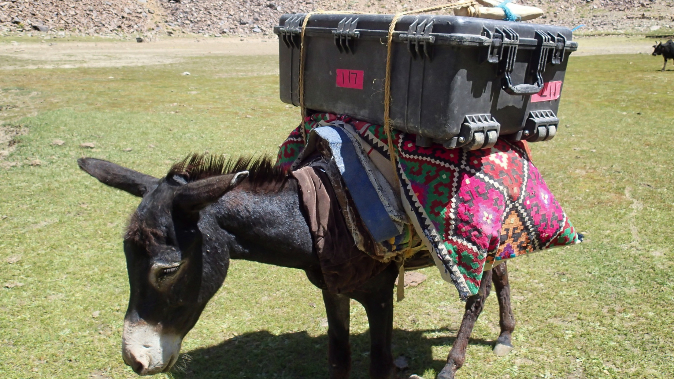 Gear on Donkey