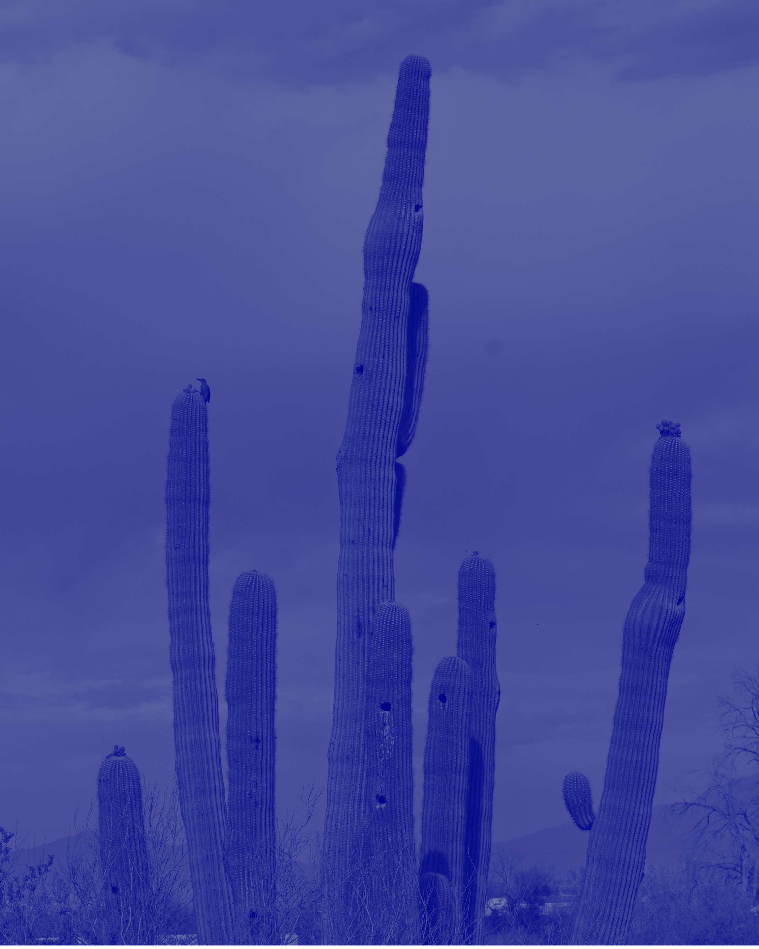 cactus advancing az.png