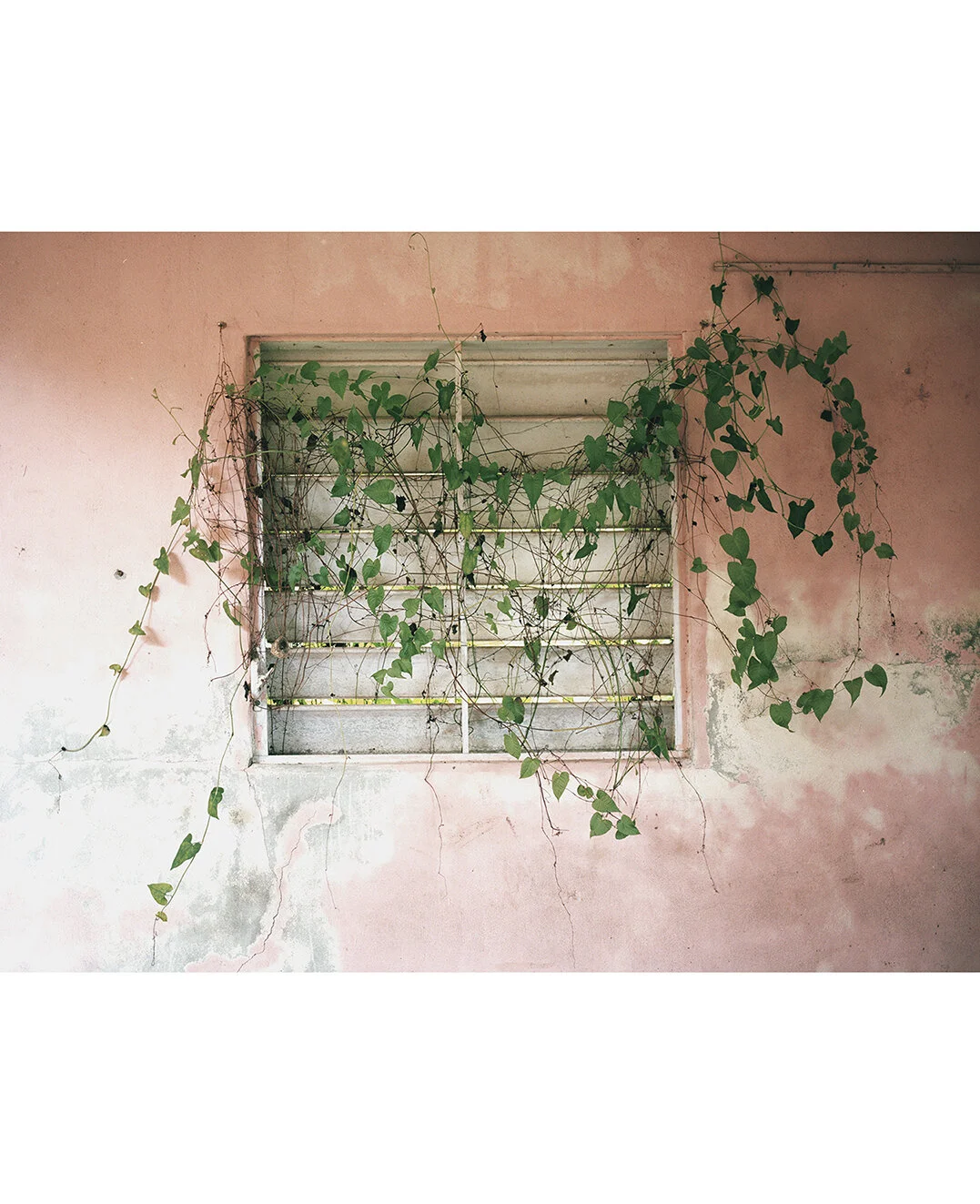 tyrell-chattel-nevis-window-vineSHOP.jpg