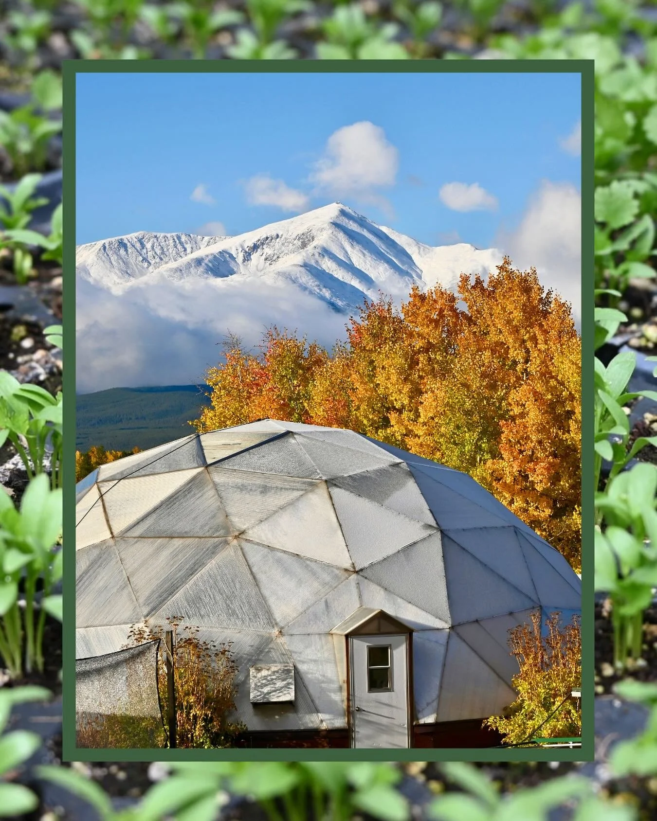 Community is the heartbeat 💚 of what we do here at Cloud City Conservation Center 🌎- it is what got us through uncertain times 😓 this year and what makes us stronger💪🏽. Please join us in celebrating🎉 the people 👯&zwj;♀️, stories 📚and impact ?