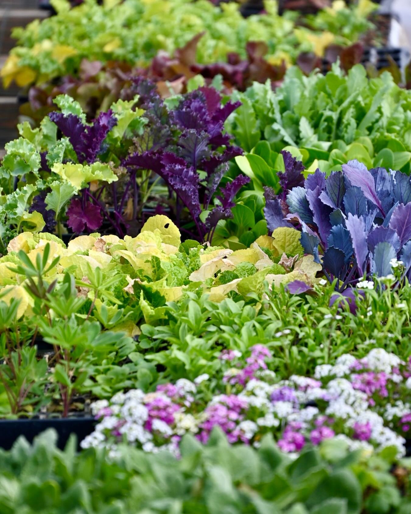 ✨It&rsquo;s a holiday miracle ✨ - Cloud City Farm will be at @freightevents Motherlode Holiday Market this Friday from noon to 5PM with a bounty of Leadville grown produce. Just a reminder that we accept cash, checks, card, EBT/SNAP &amp; holiday che