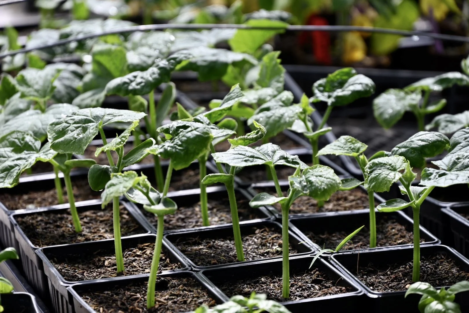 Summer Workshop Series: Container Gardening