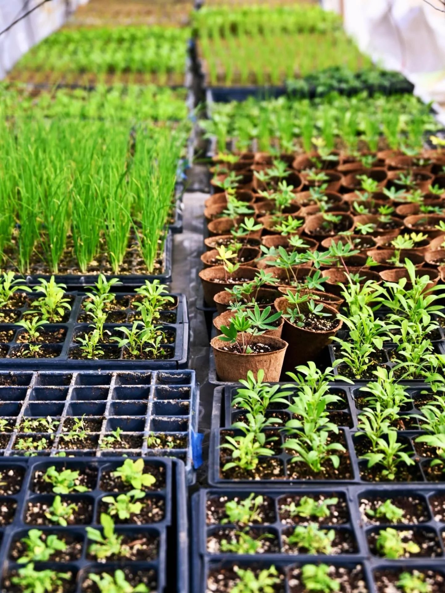 Do the spring weather and the first wildflower blossoms have you itching for a space of your own to grow green goodness? Apply for a Community Garden plot or a free raised bed setup for your own backyard! 🪏🪴🧑&zwj;🌾
Applications are at the link in