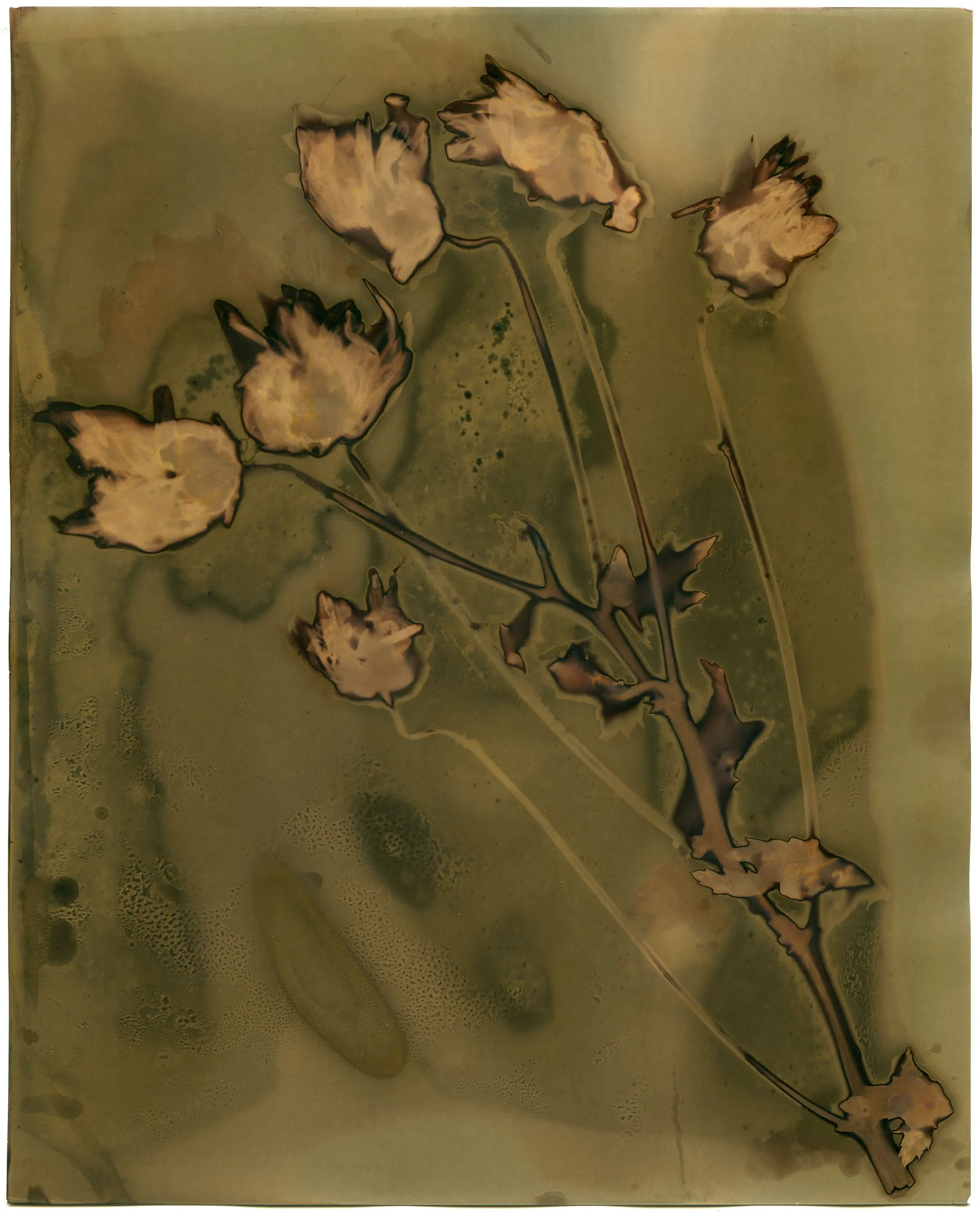 Ilford Matte Flower 2.jpg