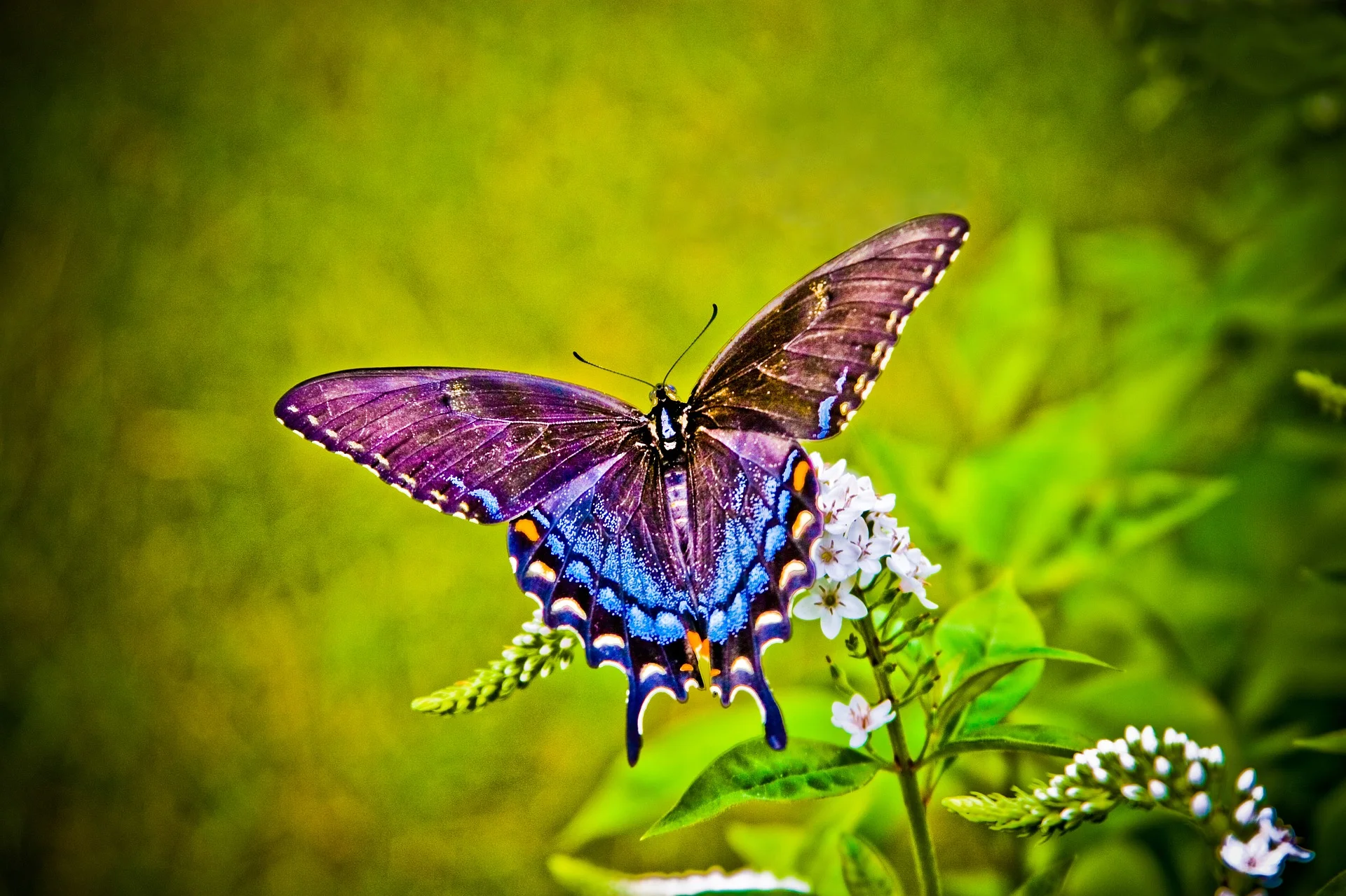butterfly-4003532_1920.jpg