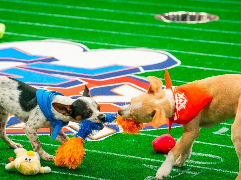 Animal Planet - Puppy Bowl XX