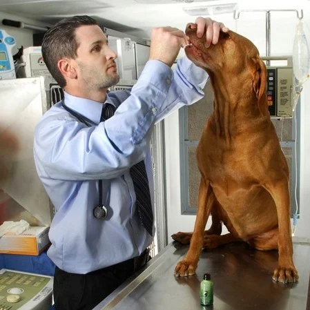 Episode 104: Treating Pets With Pot