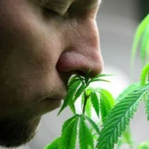terpenes_smelling-weed.jpg