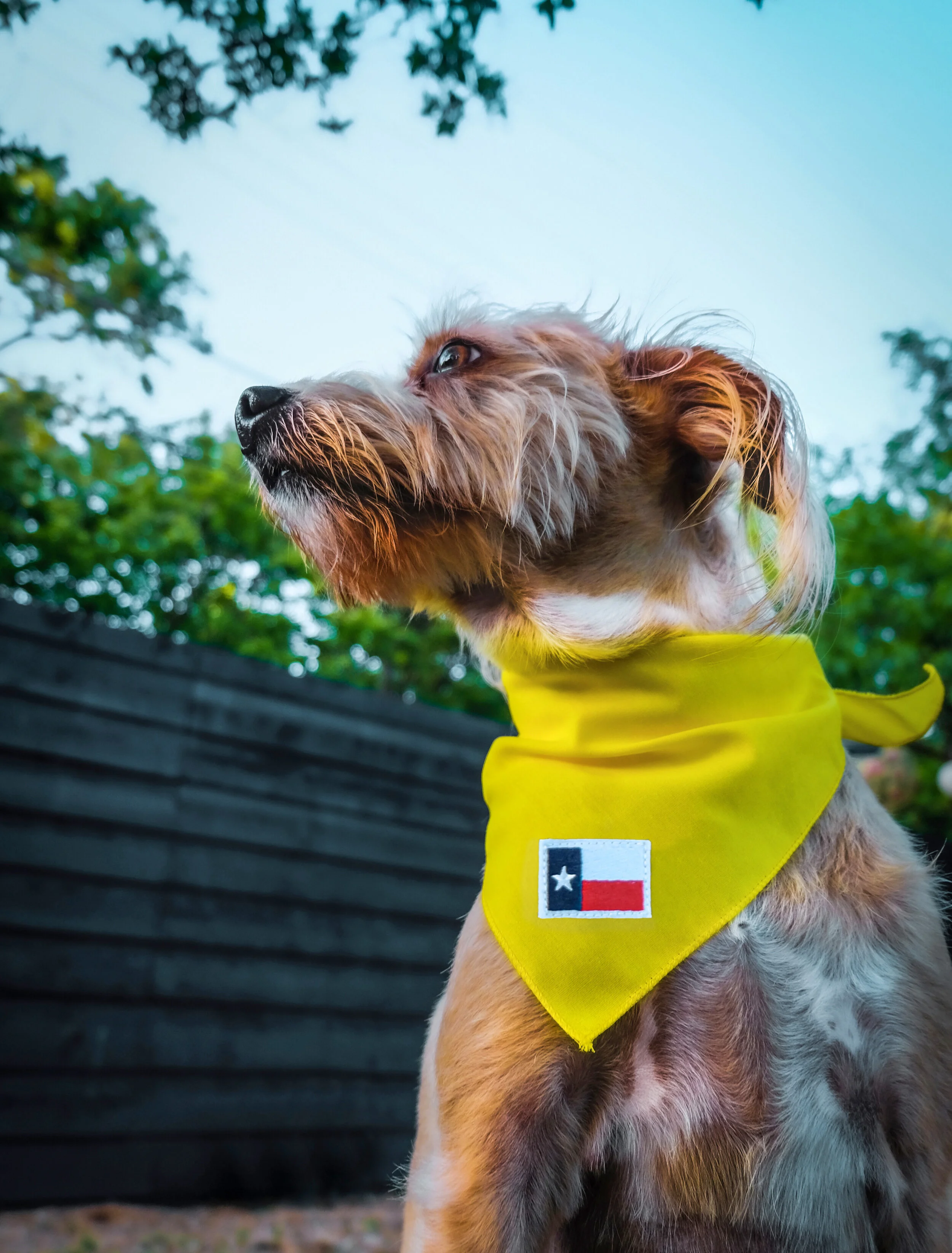 texans dog bandana