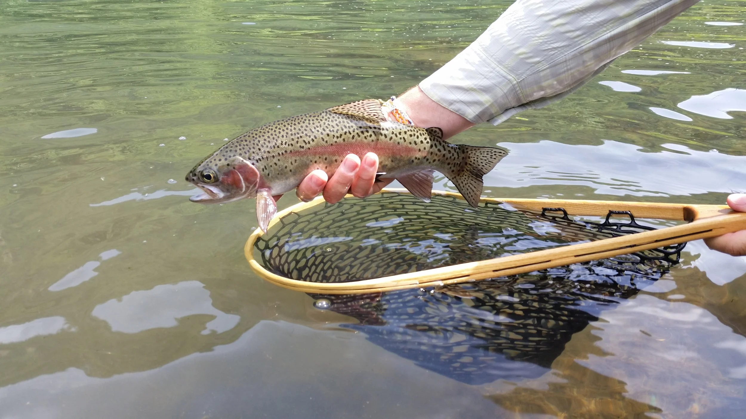 Love them Pit 1 Bows