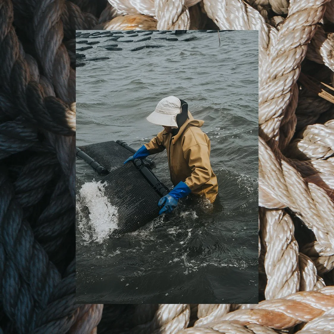 Oyster_1.jpg