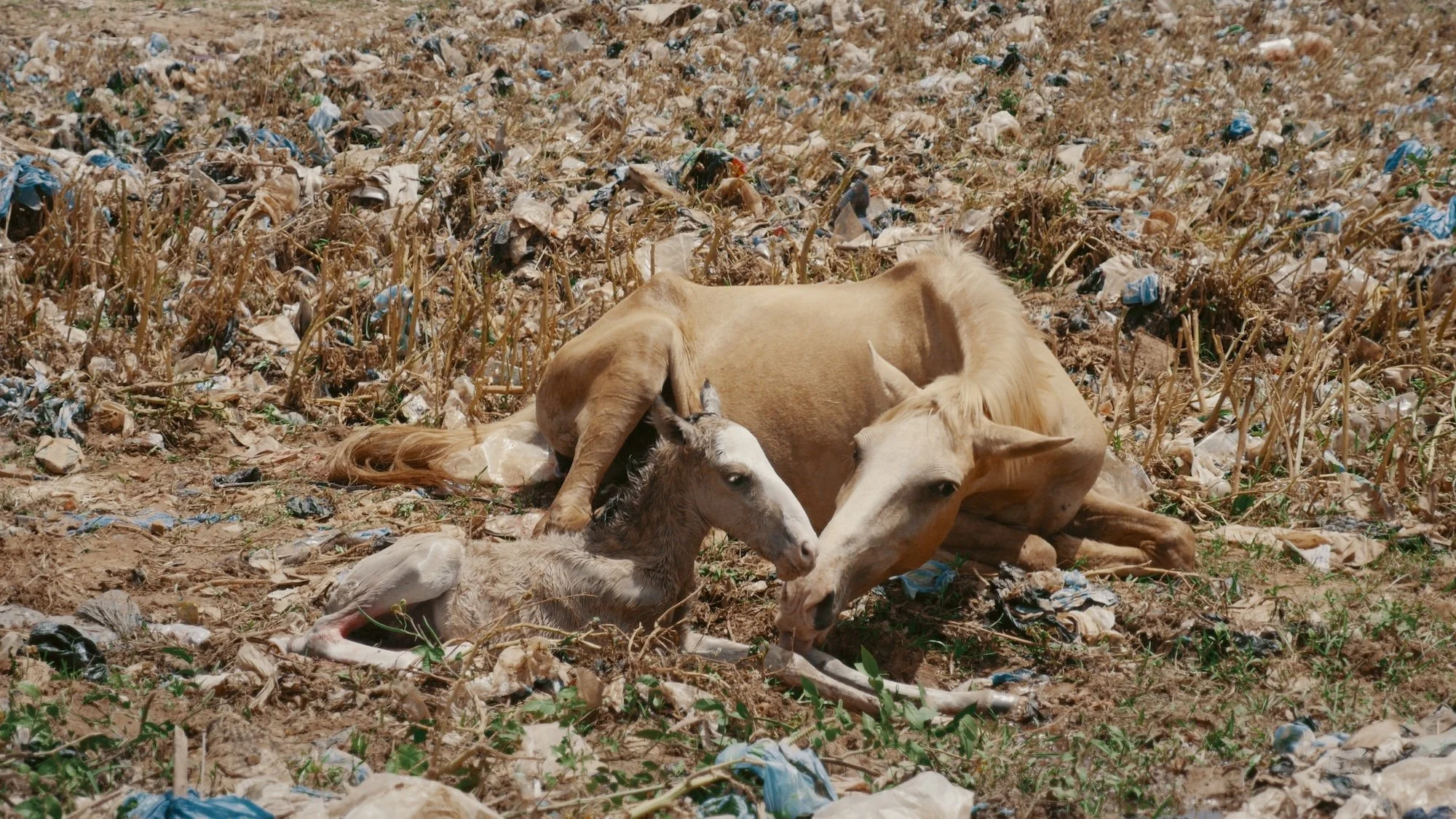 Soil: The World at Our Feet, Somerset House, review   