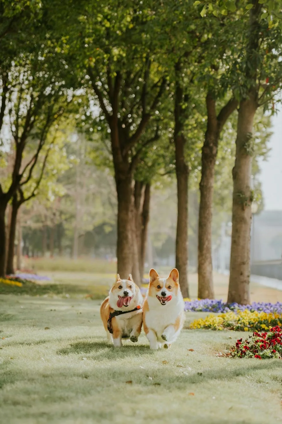 Unleashing the city: how to explore London’s hidden parks without the off leash anxiety