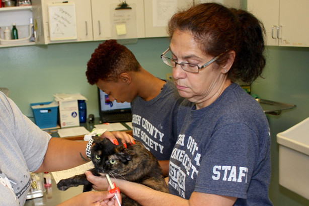pet care.jpg