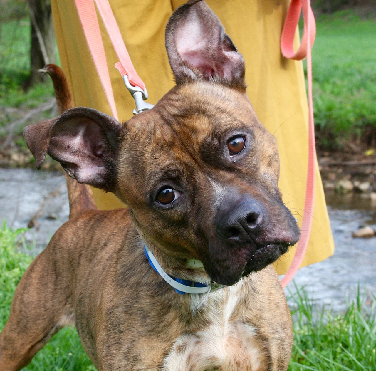 Boo Boo - 5 yr old female pit bull mixed
