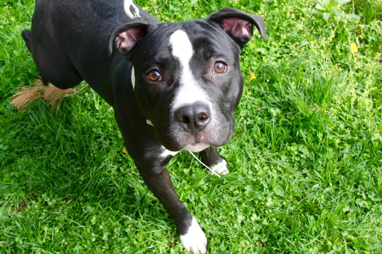 Adopt — Lehigh Valley Humane Society