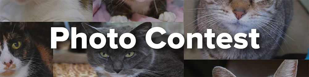 adopt a shelter cat month_bannerphoto contest-1.jpg