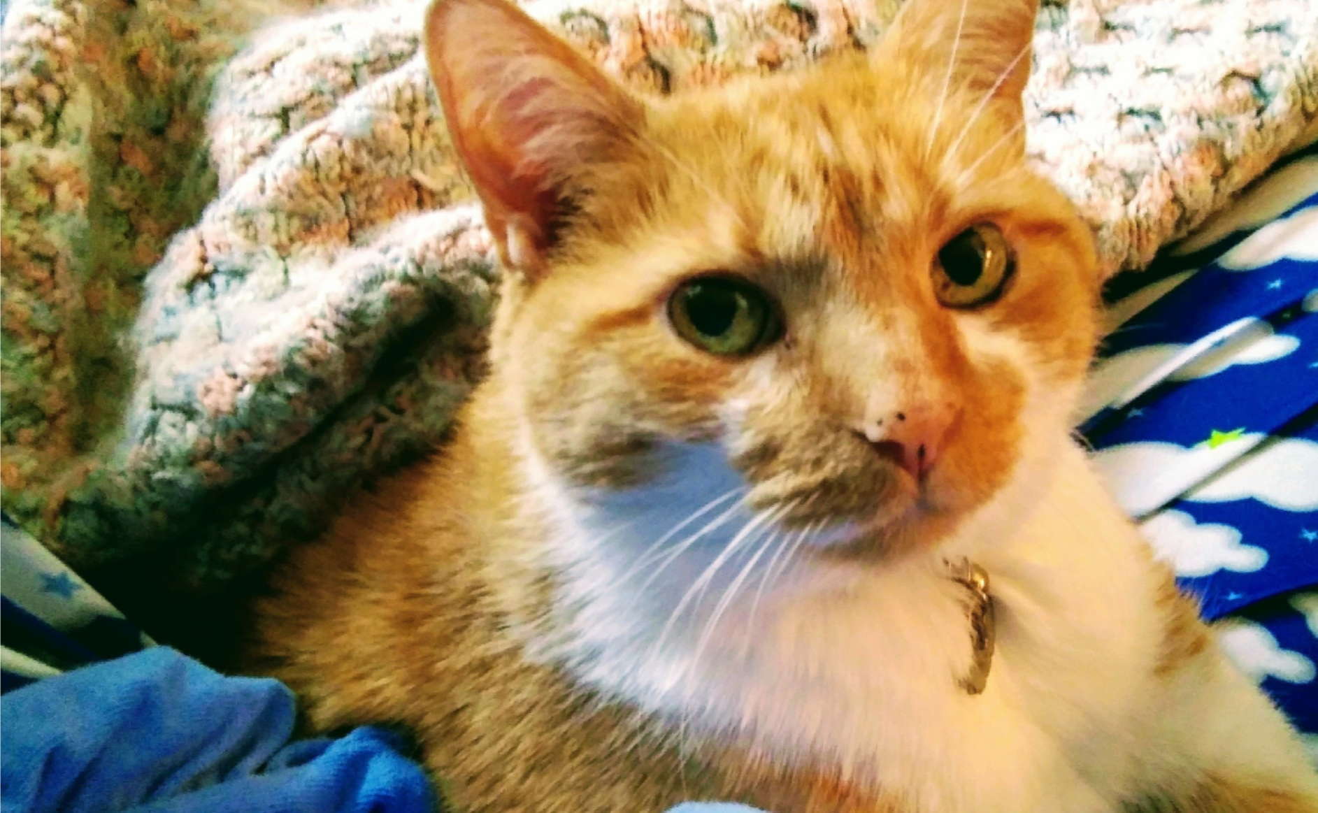 Tango - Cat#7