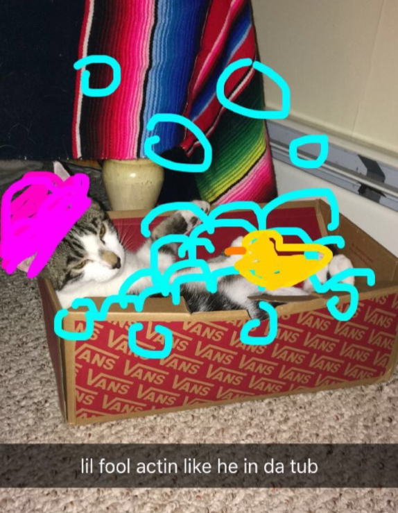 Baxter - Cat# 8