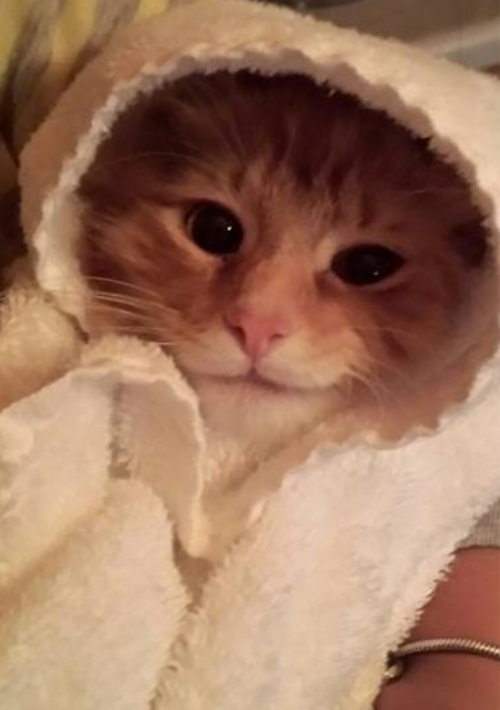 Ralphy - Cat# 11