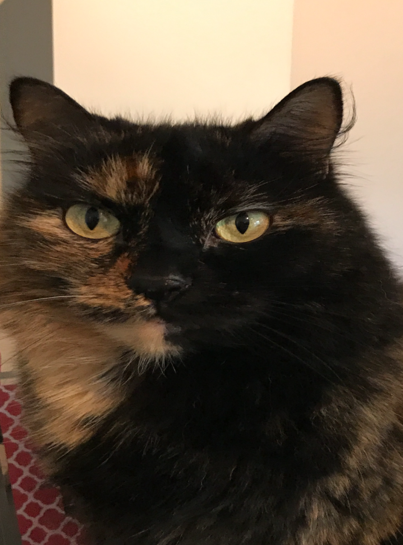Sasha - Cat# 12