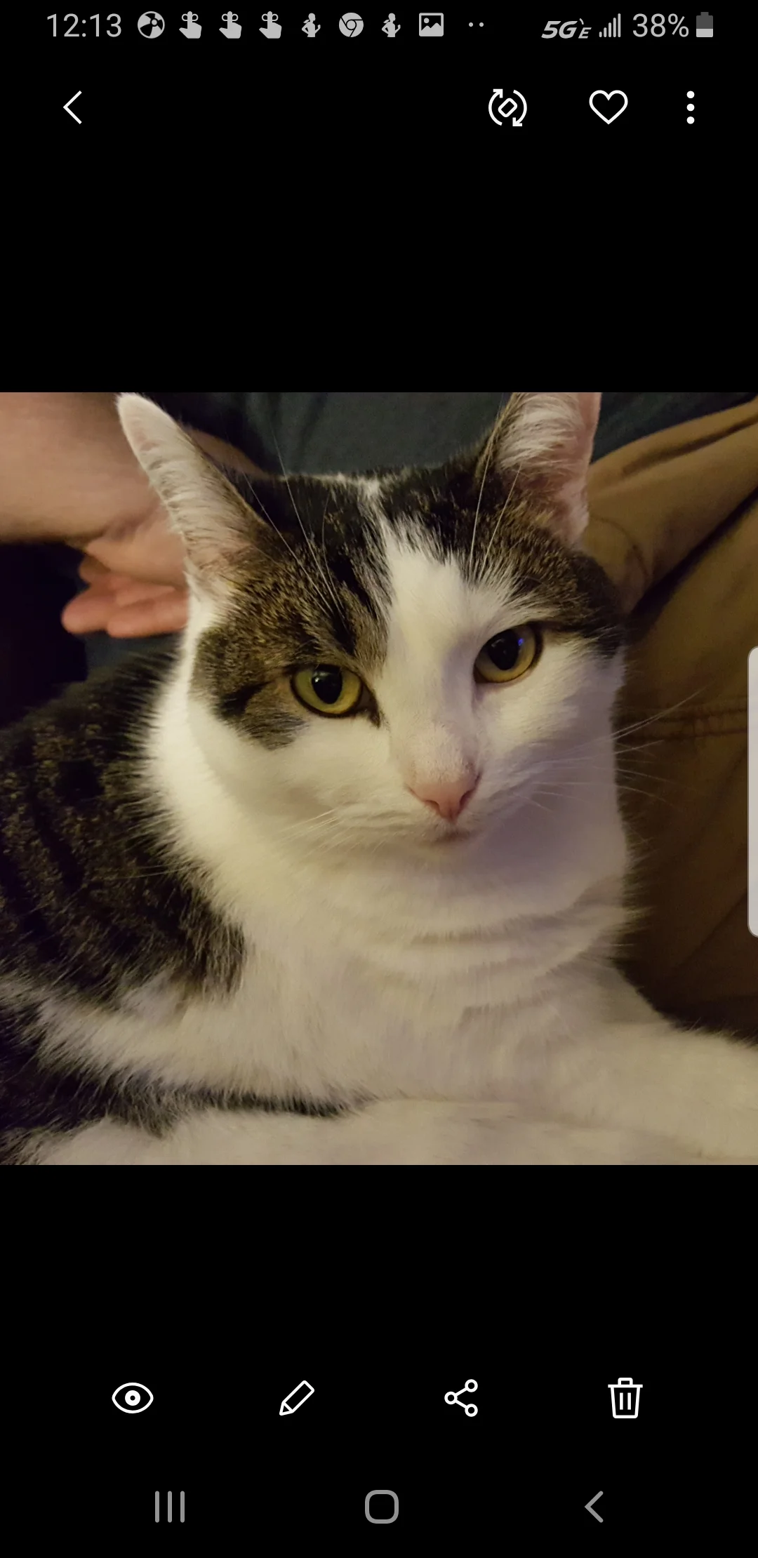 Dextar - Cat# 20
