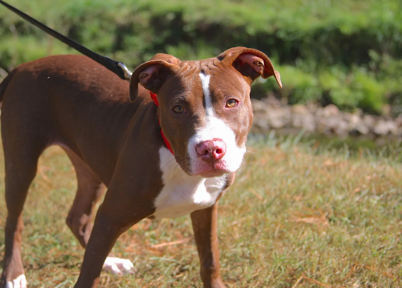 lehigh county humane society