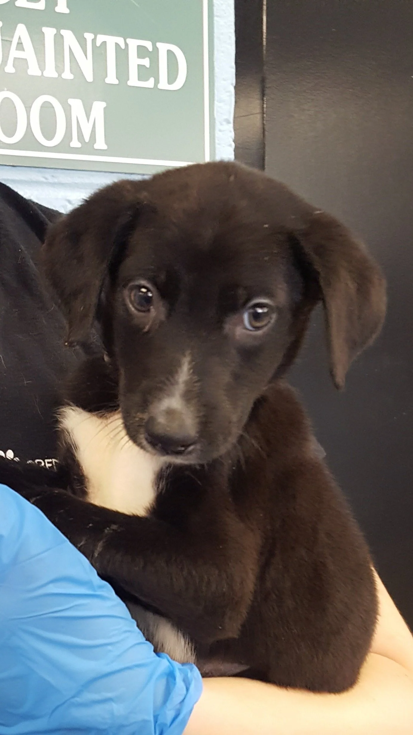 free adoption day near me