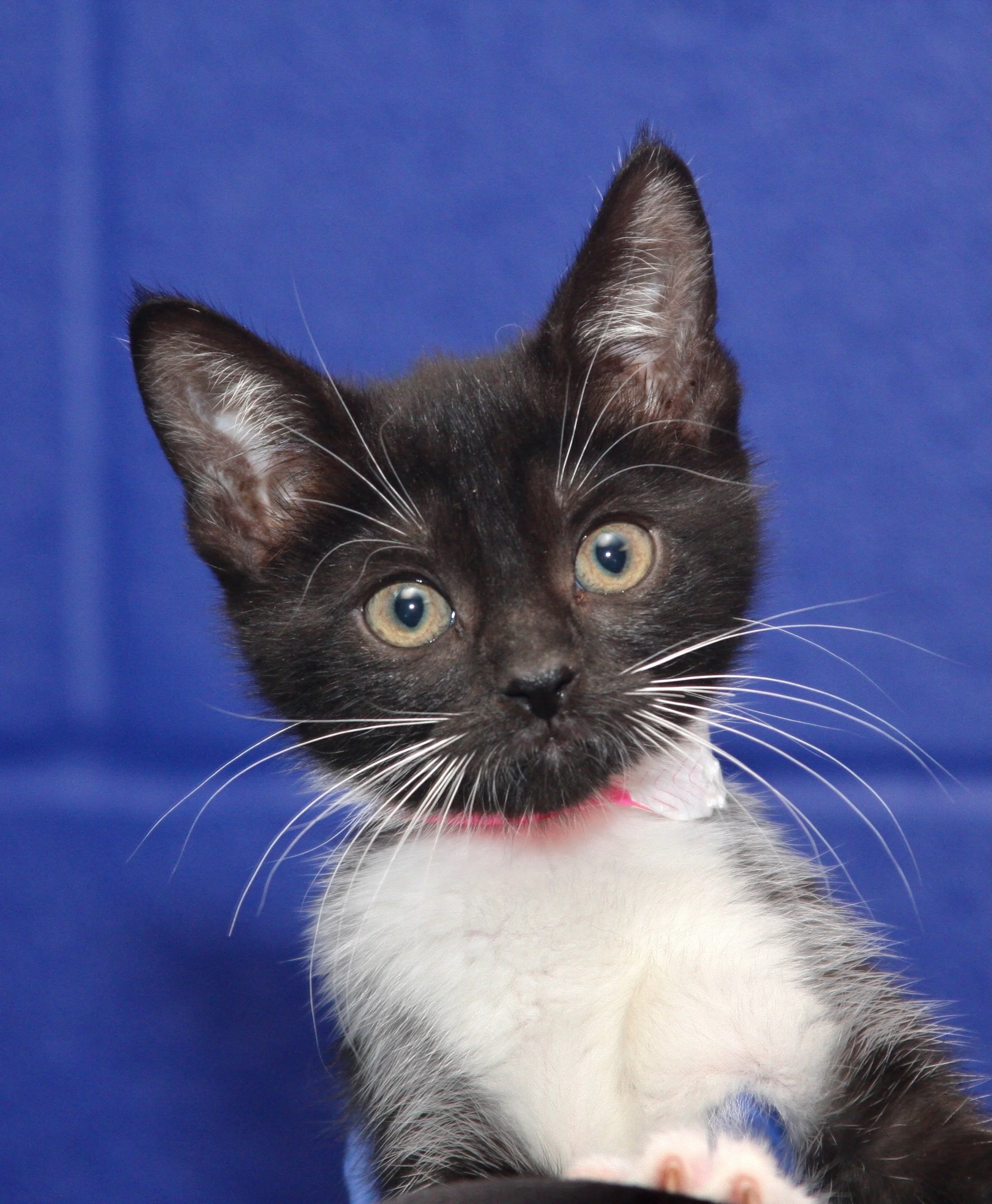 tarot       IMG_8630.jpeg