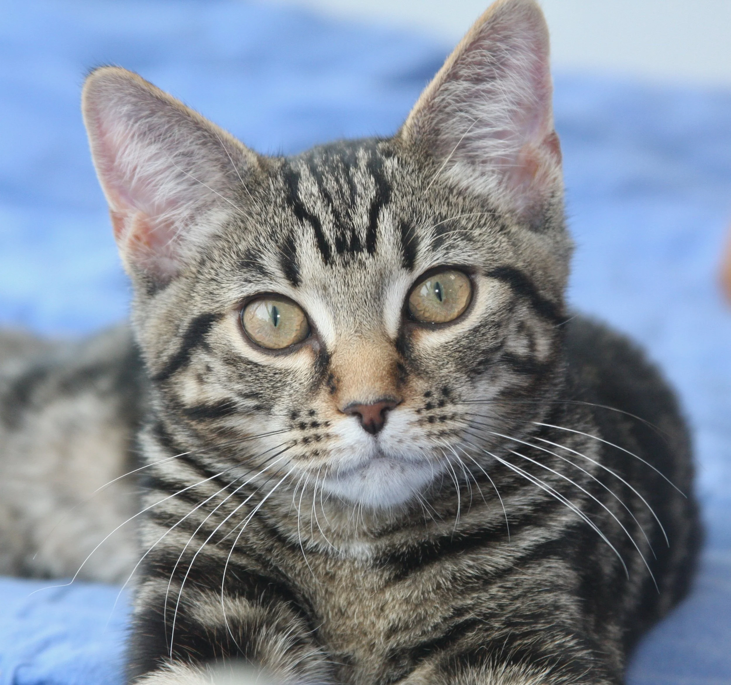 belvedere      IMG_2205.jpeg