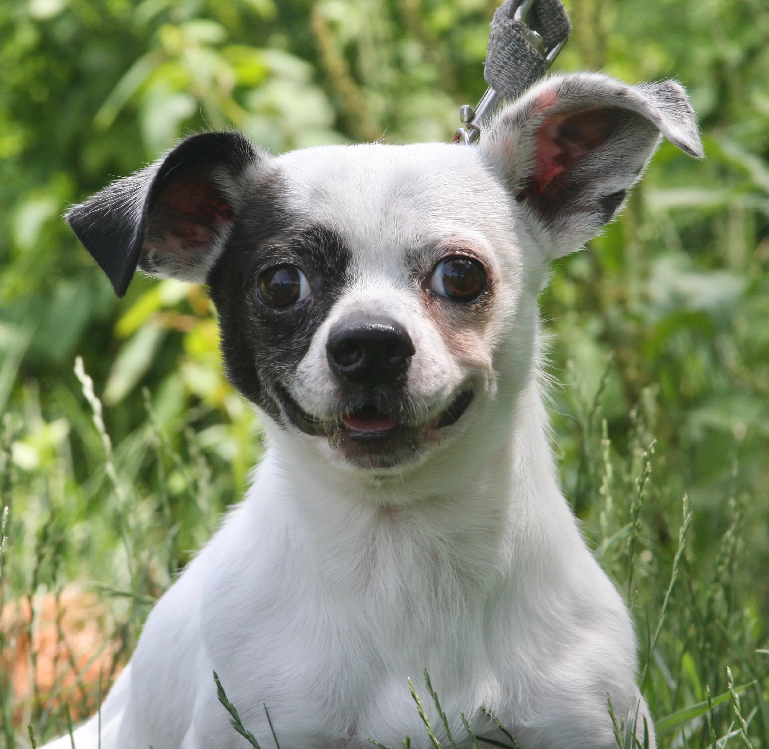 zoidberg      IMG_6253.jpeg