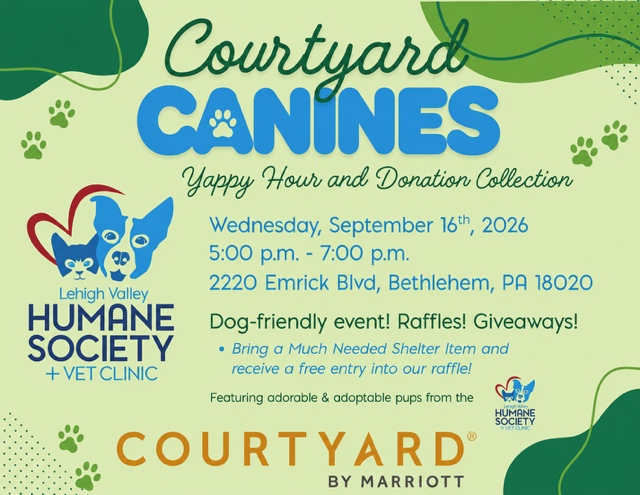 Courtyard Canines! 