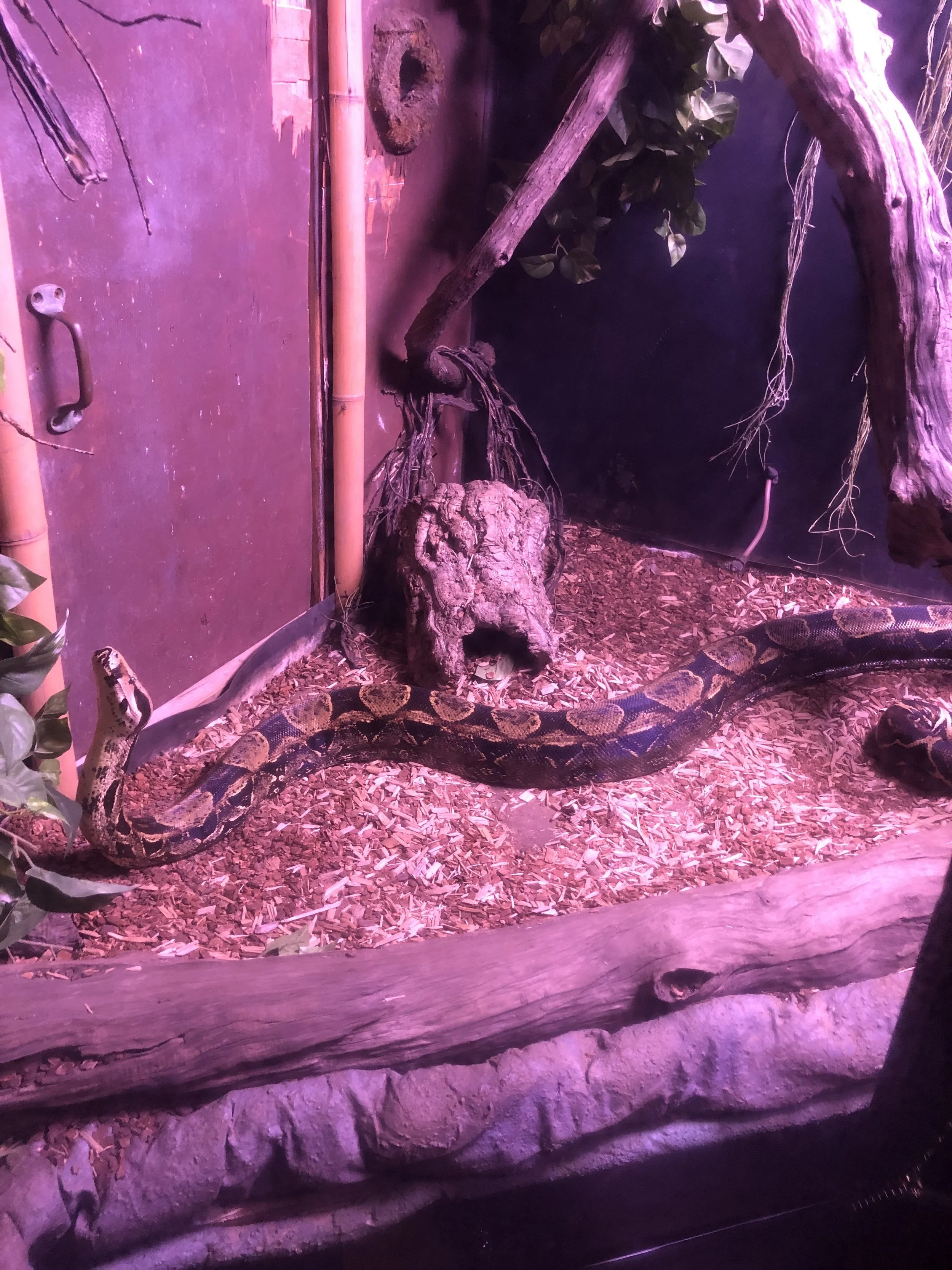 Aquarium: Snake