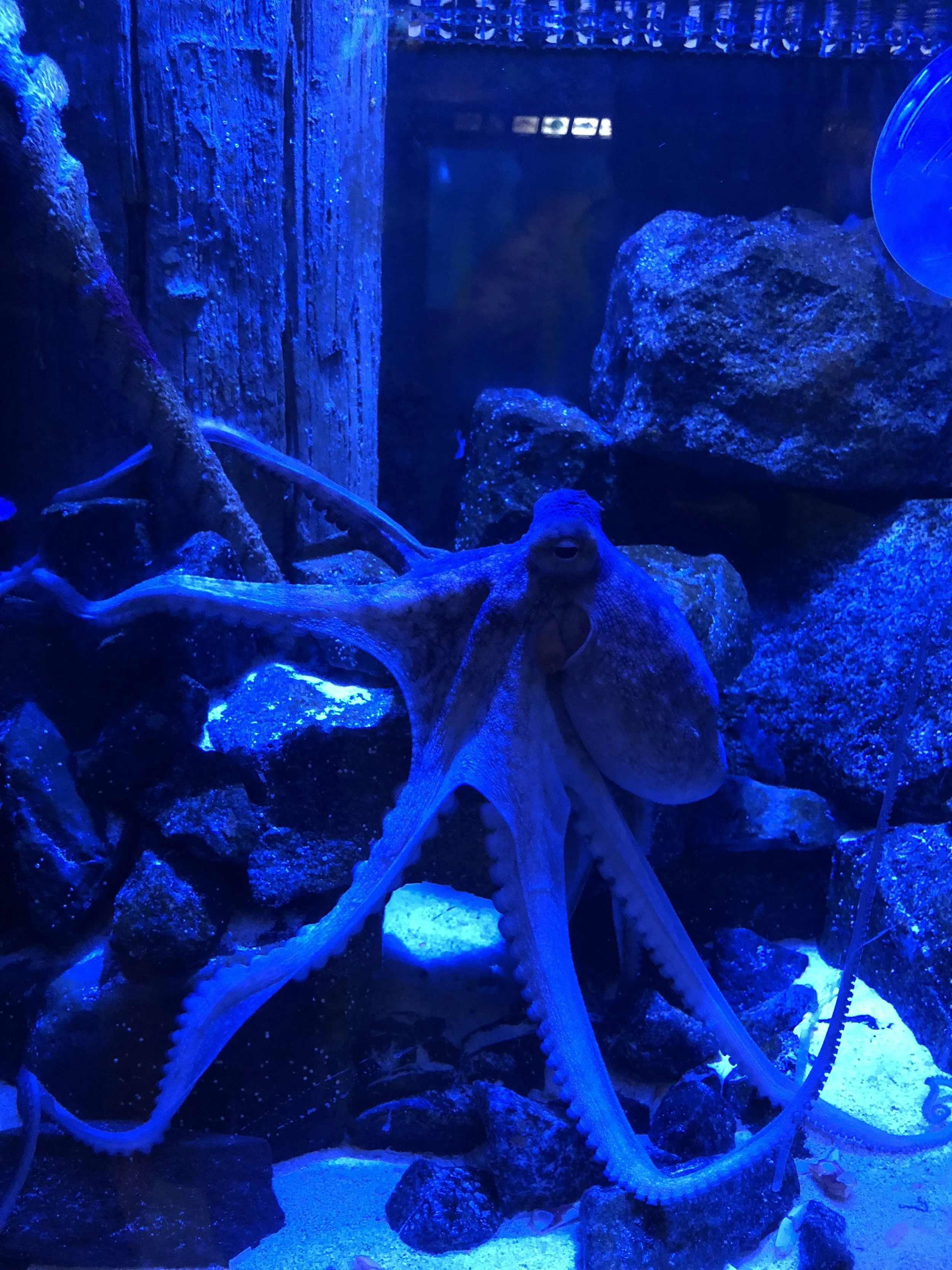 Aquarium: Octopus