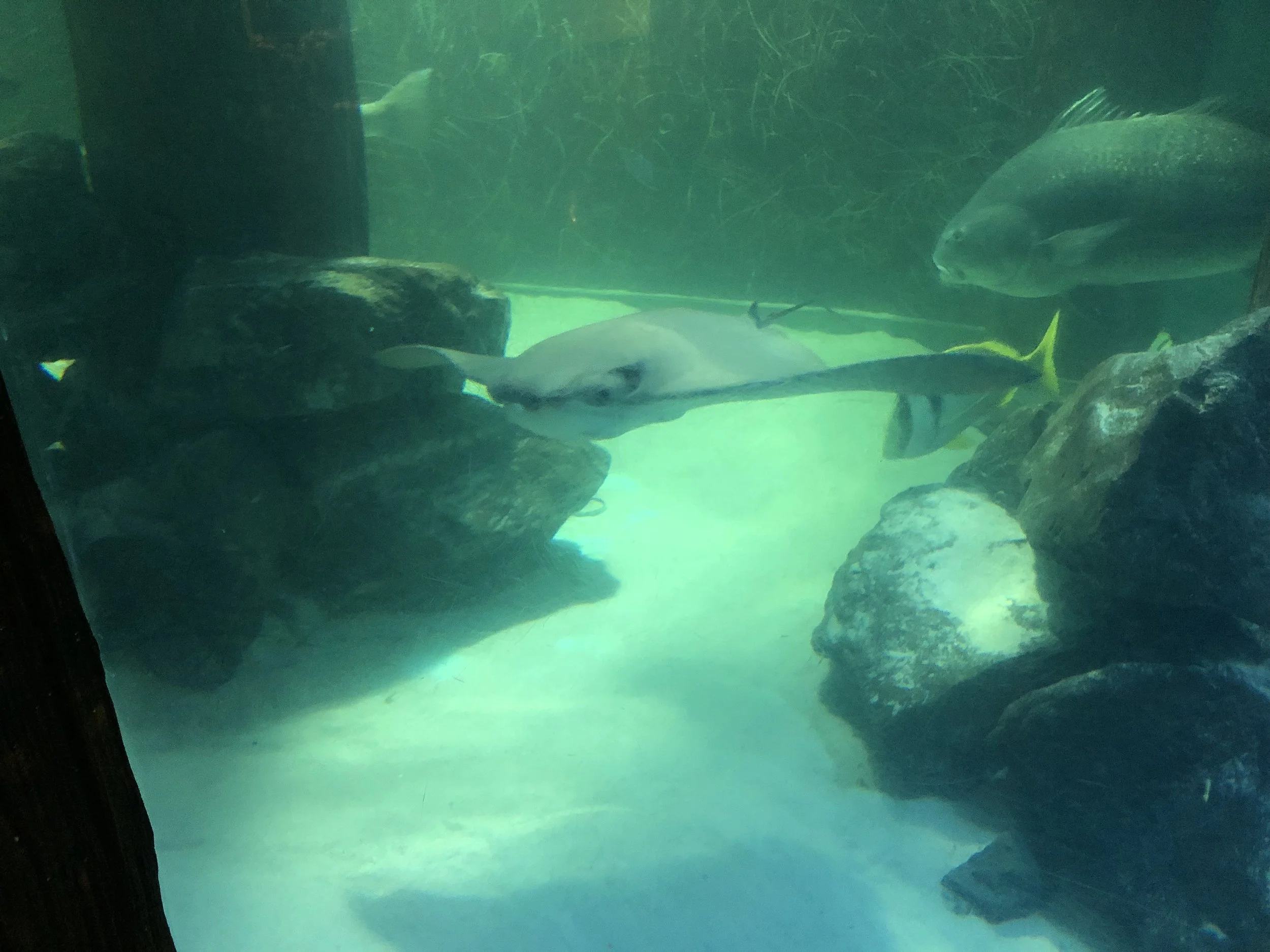 Aquarium: Stingray