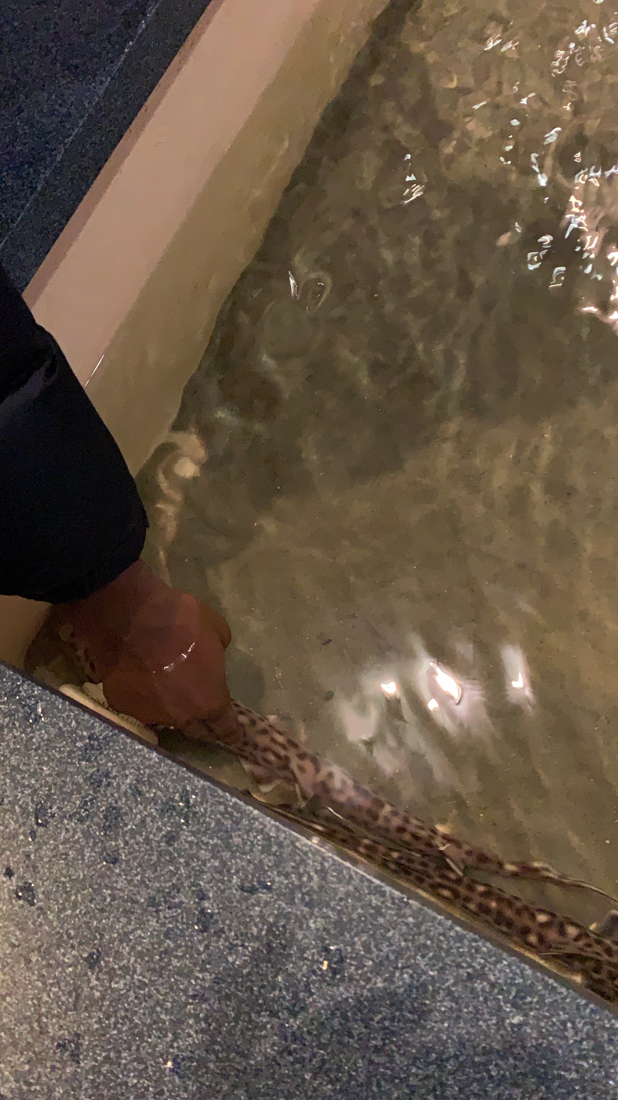 Aquarium: Touch tank